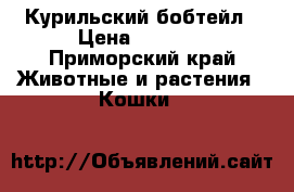 Курильский бобтейл › Цена ­ 5 000 - Приморский край Животные и растения » Кошки   